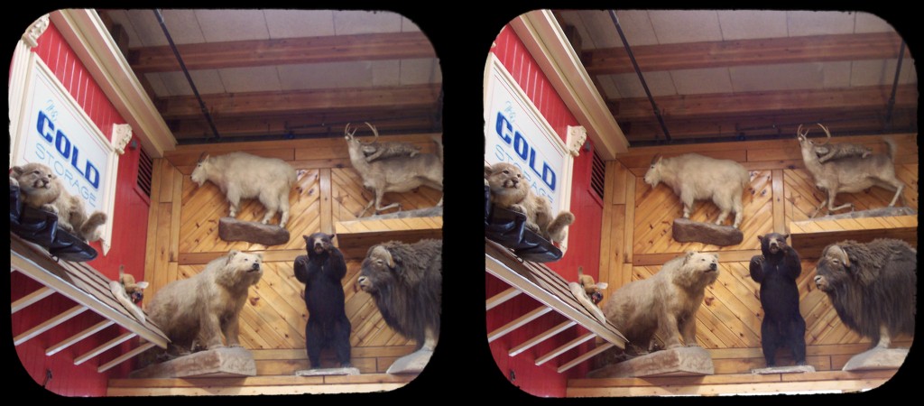 taxidermywall_c